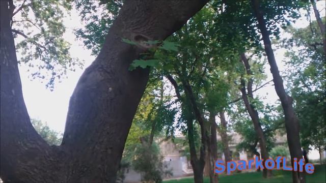 Прикол! Разговор с деревом смотреть онлайн