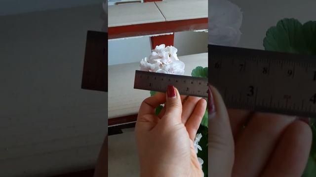 Tamara зональная пеларгония смотреть онлайн