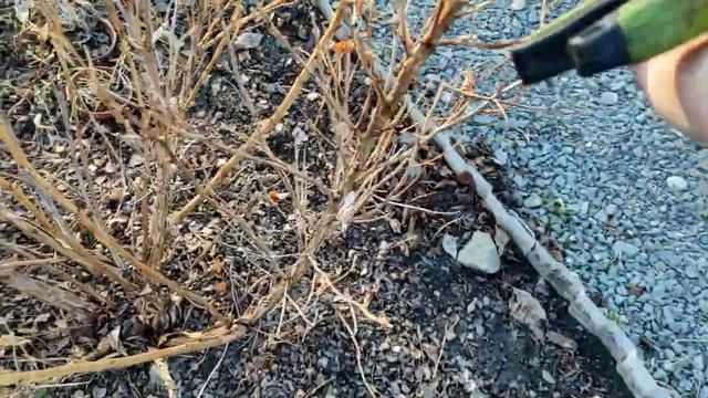 Как обрезаю жасмин, чтобы увидеть цветение? пузыреплодник,чтобы создать плотность кроны ?04.04.2023 смотреть онлайн