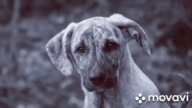 Собака. Ах Астахова ❤️ смотреть онлайн