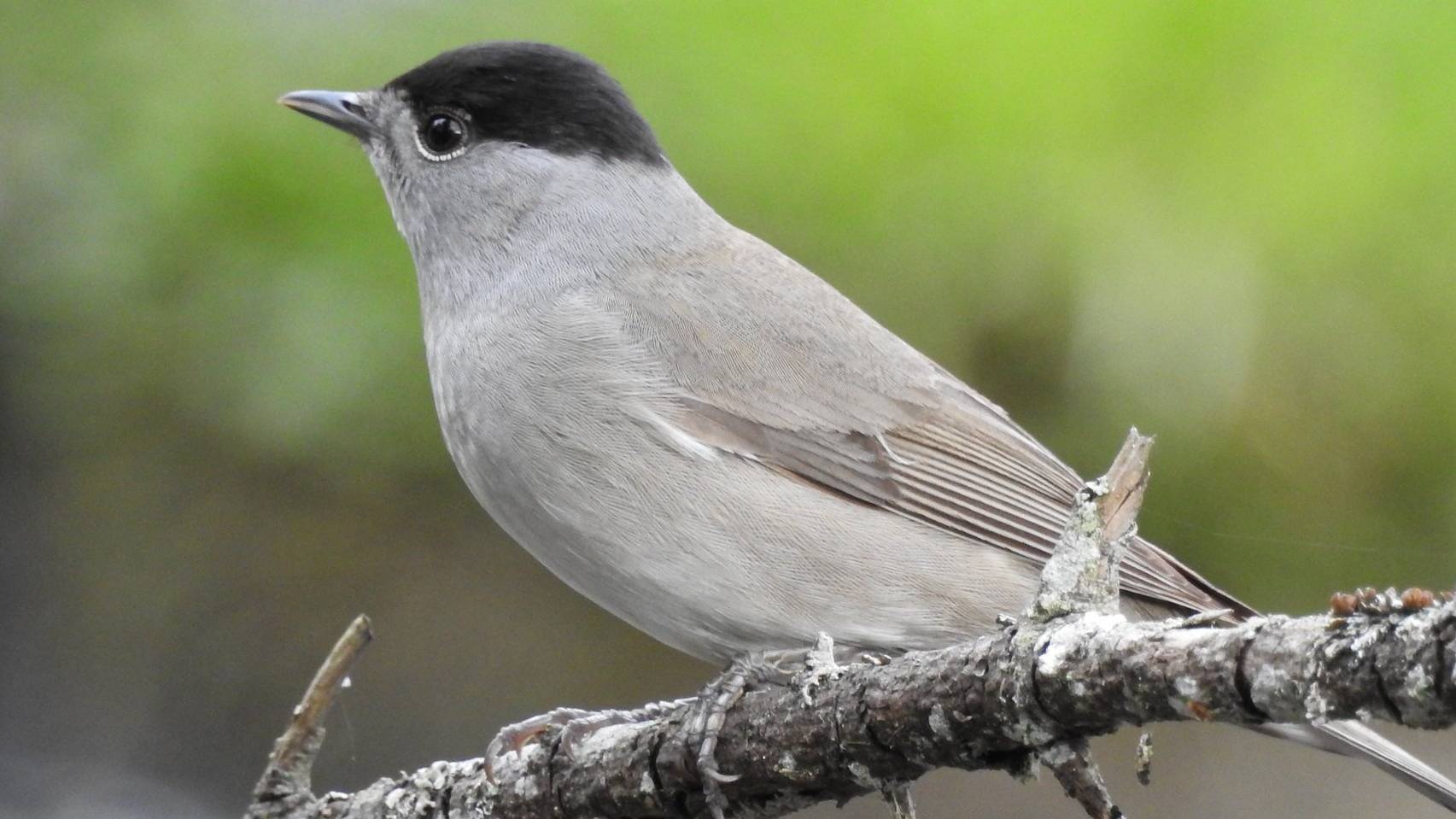 Пение птиц - Славка черноголовая