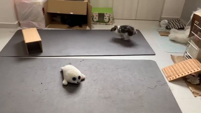 GOGO rabbit run and high jump смотреть онлайн