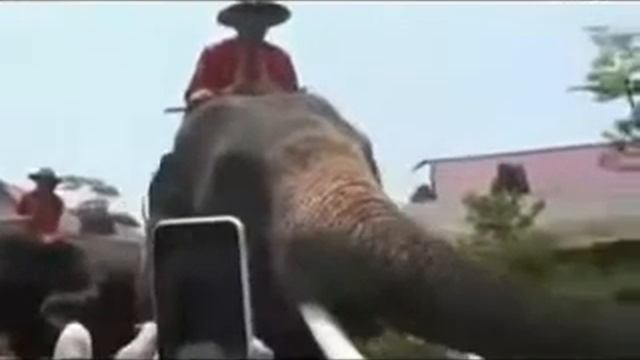 Слон хлопает ушами!!! смотреть онлайн