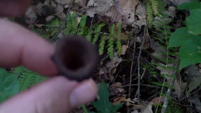 Black Trumpets смотреть онлайн