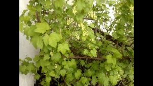 ДАЧА 08.05. ЧТО РАСПУСКАЕТСЯ, ЧТО РАСТЕТ, А ЧТО И НЕ ОЧЕНЬ...ВИДЕООТЧЕТ  😍