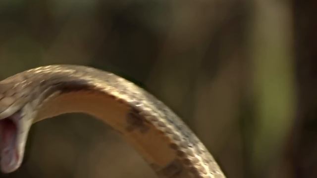 Королевская кобра – главный охотник на змей! Длинная и ядовитая хозяйка леса! смотреть онлайн