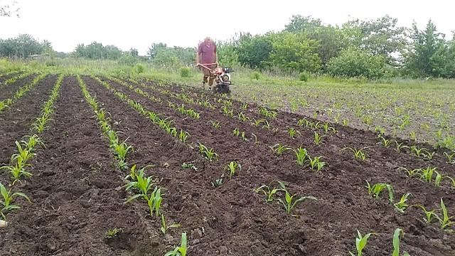 Мотоблок Зубр НТ 105 Прополка междурядий кукурузы фрезой смотреть онлайн