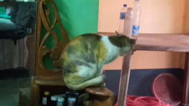 A Day With My Cats /A Day In My Life of A Cat ?? / My Little Cute Pet Buchi смотреть онлайн