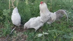 Самая красивая порода кур- Амераукана Лаванда