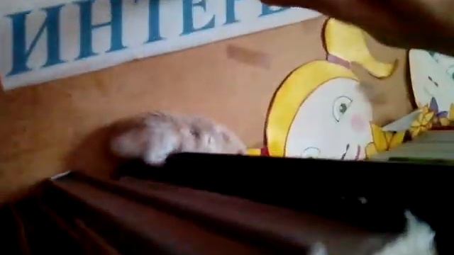 хомяк в школе смотреть онлайн