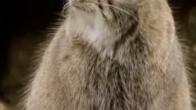 Манул  -  самый дикий кот в мире. Интересные факты о мануле