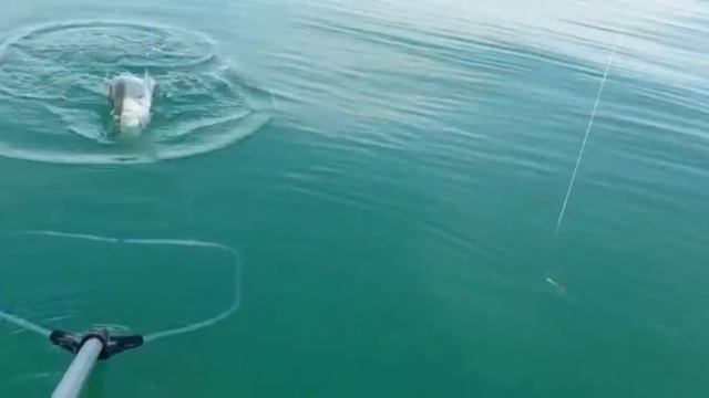 рыбалка на Капчагае ловля судака на джиг моя рыбалка дикая рыбалка смотреть онлайн