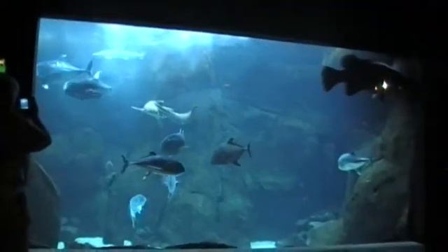 Гавайский аквариум.USA.Spokane. смотреть онлайн