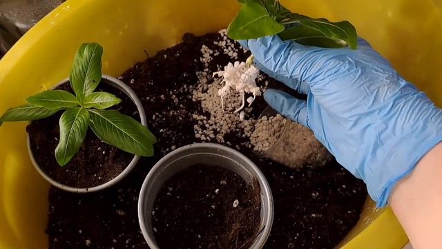 ЛУЧШИЙ СПОСОБ РАЗМНОЖЕНИЯ КАТАРАНТУСОВ. 100% РЕЗУЛЬТАТ. ОБРАБОТКА ОТ ВРЕДИТЕЛЕЙ. смотреть онлайн