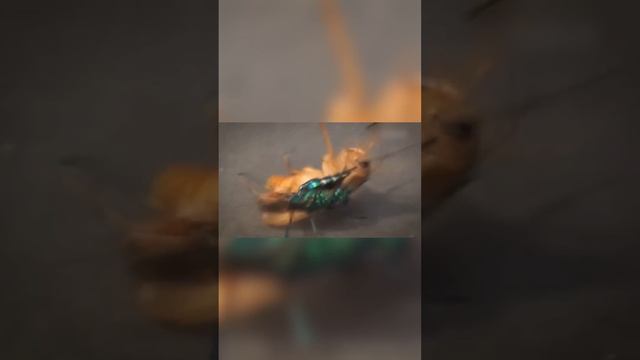 Оса выгуливает своего таракана смотреть онлайн