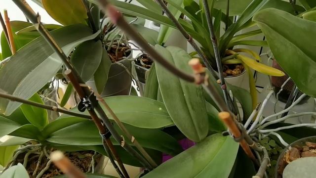 Большой обзор БОЛЬШИХ ОРХИДЕЙ. смотреть онлайн