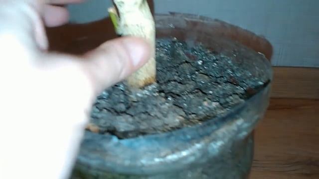 Цветение лимона Павловского смотреть онлайн