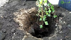 Посадка КЛЕМАТИСА в открытый грунт весной