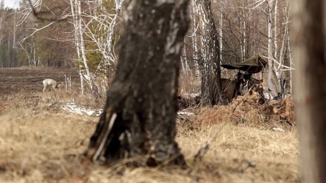 Косули проходят рядом. Capreolus pygargus Pallas смотреть онлайн