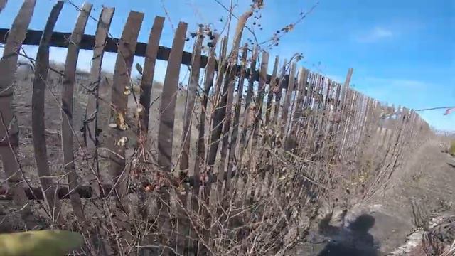 Весняна обрізка троянд.