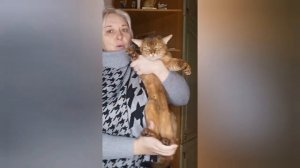 Разница между ориентальной и абиссинской породой кошек. www.mirrorofsoul.ru