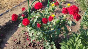 Роза Нахеглут... ((Обзор первой волны цветения))