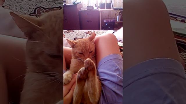Барсик кусается.😊😊😊 смотреть онлайн