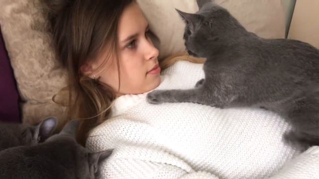 Russian Blue Cats Ruzara ❣️❣️❣️ смотреть онлайн