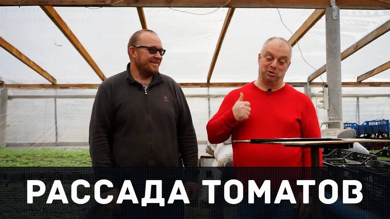 О рассаде томатов Роман Воробьёв