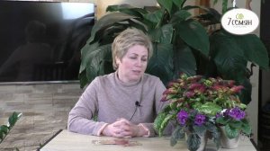 ПРЕКРАСНЫЕ КОЛЕУСЫ!ТОНКОСТИ ВЫРАЩИВАНИЯ!