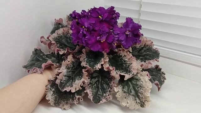 Фиалка ВаТ-Тип-Топ смотреть онлайн