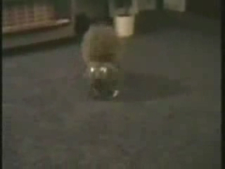 Киса в вазе смотреть онлайн