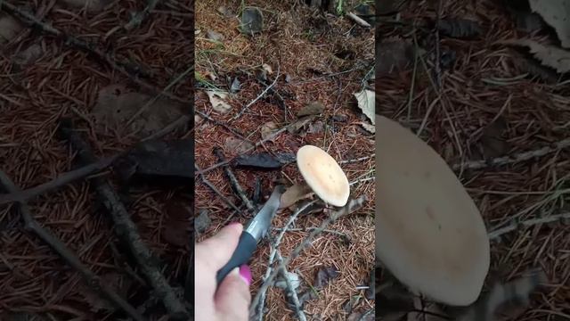 Сбор грибов, грибной лес #грибалка #грибники #маховик смотреть онлайн