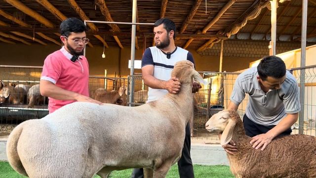 O’zbekistonda Ilhom akani qo’ralarida Buldozer 2 qo’chqorimiz смотреть онлайн