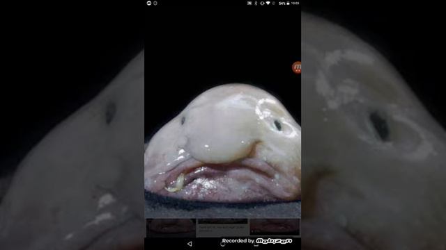 Рыба капля смотреть онлайн