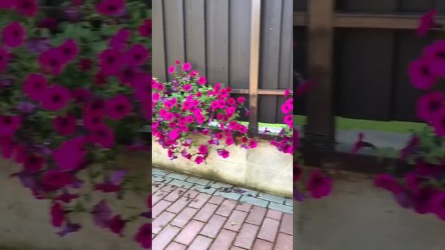 Петуния Изи вейв - не ампель! Не верьте! смотреть онлайн