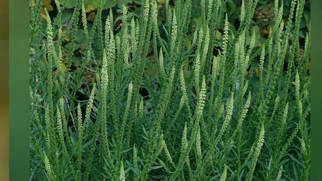 РЕЗЕДА (RESEDA)