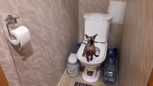 Сфинкс ходит на унитаз смотреть онлайн