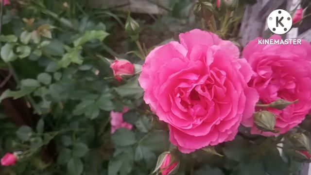 Роза Луис Одьер. Обзор любимой розы ???. смотреть онлайн