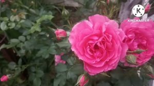 Роза Луис Одьер. Обзор любимой розы ???.