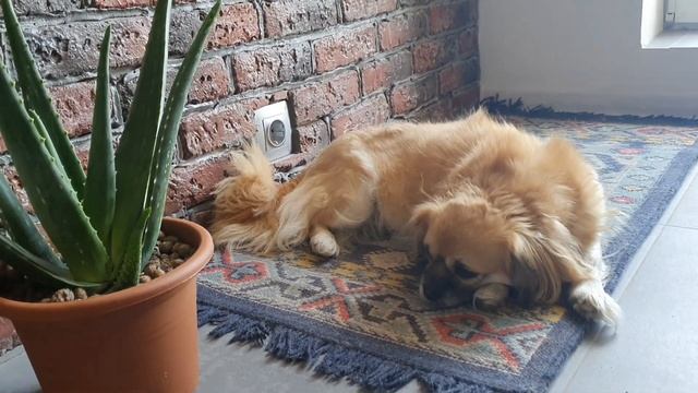 Тибетский спаниель / Тибетский спаниель Киви / Часть третья / Хюгге / Tibetan spaniel / Hygge смотреть онлайн