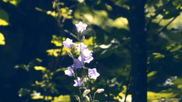 Цветы и ягоды в лесу Заречного в июне. Район Красных озёр утром 18/06/2021. смотреть онлайн