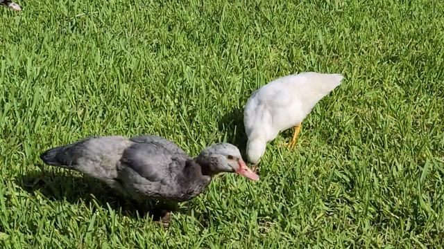 Two months old white and lavender Muscovy ducklings feeding with three and a half month olds смотреть онлайн
