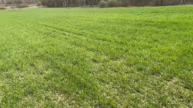 МЕТАЛЛОКОП ВДОЛЬ ПОЛЕЙНЕ ГУСТО,НО И НЕ ПУСТО смотреть онлайн