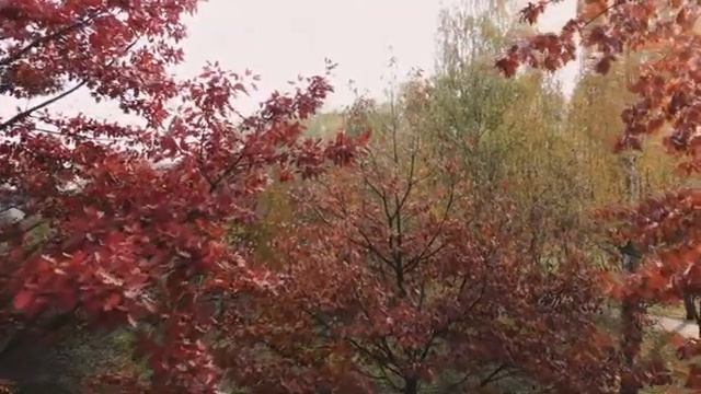 Classical music Sorrowful Nature Noise Luella Gelbero смотреть онлайн