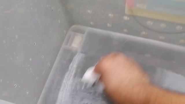 Burmese Python Bin Cleaning смотреть онлайн