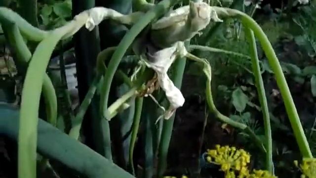 Многоярусный лук смотреть онлайн