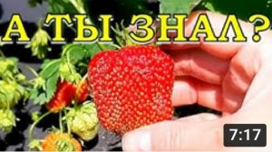 КЛУБНИКА: 6 приёмов как увеличить урожай???