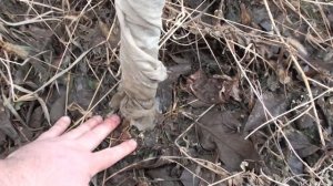 Снимаем укрытие с колоновидных яблонь