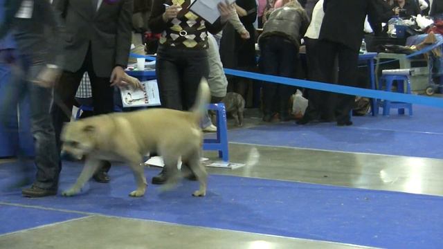 Евразия-2 2011 кобели юниоры смотреть онлайн